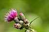 Distel - (c) R Herling.jpg
